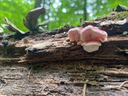 Image result for Merulius incarnatus