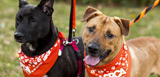 Pet assistance for low income families near me. Aspca Announces Major Commitment To Help Vulnerable Animals And Low Income Pet Owners Aspca