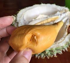 3 tahun durian duri hitam berbuah. Bibit Durian Duri Hitam Black Torn Oche Hub 081226383178
