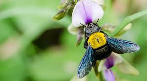 Wait three months to seal off the nesting hole until you are sure the larvae have not hatched. How To Remove Carpenter Bees Without Killing Them