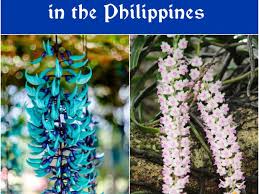Flowers in the philippines with names and pictures. 10 Most Beautiful Flowers In The Philippines Owlcation