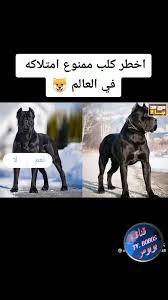 نشير إلى أن آخر أعمال النجمة آمال ماهر كانت من خلال أغنية اللي قادرة، وهي تتر مسلسل ليه لأ للفنانة أمينة خليل، وهذه الأغنية من كلمات نادر عبدالله، وألحان وتوزيع خالد عز. Ù‚Ù†Ø§Ø© Ø¨ÙˆØ¨ÙˆØ³ Ø§Ù„ÙÙ†Ø§Ù† Ø§Ù„ÙƒØ¨ÙŠØ± Ù…Ø­Ù…ÙˆØ¯ Ø§Ù†ÙˆØ± Ø§ØºÙ†ÙŠÙ‡ ØµØ­ÙŠØ­ ÙÙŠØ¯ÙŠÙˆ Ù…Ù† Ø­ÙÙ„ Ù…ÙŠÙˆØ²Ùƒ Ø§Ù„Ø­Ù†ÙŠÙ† 2017 Ù‚Ù†Ø§Ø© Ø¨ÙˆØ¨ÙˆØ³ Ù‚Ù†Ø§Ø© Ø¨ÙˆØ¨ÙˆØ³ Facebook