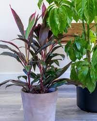 We did not find results for: Cordyline Fruticosa Red Sister Ti Plant Cordyline Terminalis Plantvine
