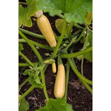 Store in an airtight jar. Squash Seed Vegetable Fruits Vegetables Seasons Melon The Of Zucchini Seeds B C Other Seeds Bulbs Plants Seeds Bulbs