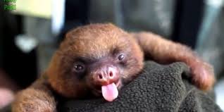 They'd never make it on time. Watch Sloths For Days And Days For Sloths Baby Animal Videos Cute Baby Animals Videos Baby Sloth
