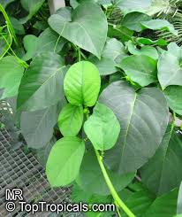 Image result for Passiflora quadrangularis