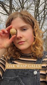 OAK WASP GALLS, have you ever seen one of these funny balls hanging from a  tree or