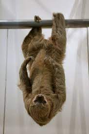 Image Result For Two Toed Sloths Ears Sloth Two Toed Sloth Cute Sloth