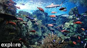 This is a hard number to grasp, but, for reference, lake tahoe contains ~150 cubic kilometers of water. Tropical Reef Camera Live Underwater Video Of Fish Coral Explore Org