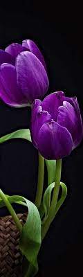 Sharing 190 Inspiring Beautiful Fascinating Flower Pics Uldissprogis Purple Tulips Beautiful Flowers Purple Flowers