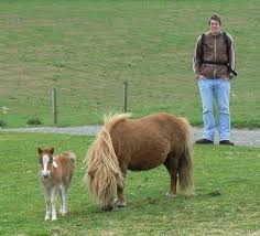 Here is a compilation of the filly comics. Why Are Ponies Not Babies Quora