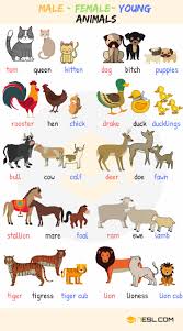 Male Female Baby Animal Names With Useful Images 7 E S L
