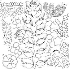 Image result for Rennera