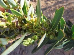 Image result for Clutia