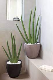 Coloro Che Amano Le Piante Raramente Riescono A Rinunciare All Idea Di Decorare La Propria Abitazione Piante Decorazioni Vegetali Arredamento Piante Da Interni
