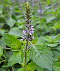 Check spelling or type a new query. Khasiat Dan Manfaat Daun Ruku Ruku Http Bibitbunga Com Blog Khasiat Dan Manfaat Daun Ruku Ruku Medicinal Plants Herbalism Plants