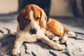 It is often fast spreading and tends to reoccur it is difficult to diagnose since symptoms don't appear until later stages of the disease. Phojc2zuo 17om