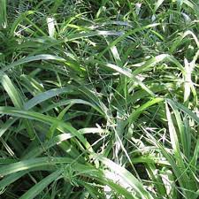 Image result for Chlorophytum silvaticum