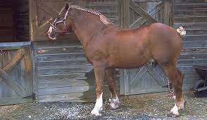 The belgian draft horse is a horse breed in red dead redemption 2. Belgian Draft Horse Belgian Horse Draft Horses Horses