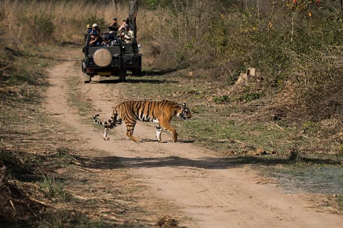 Ranthambore Tiger Safari