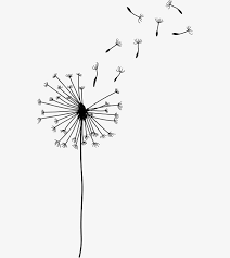 Download This Cartoon Dandelion Cartoon Clipart Cartoon Dandelion Png Image And Clipart For Free Pngtr Dandelion Drawing Cartoon Clip Art Line Art Drawings