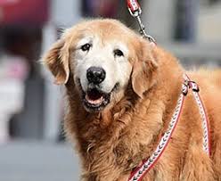 These are the first records of the breed in these two countries. Surrey Bc Golden Retriever Meet Gordy A Pet For Adoption