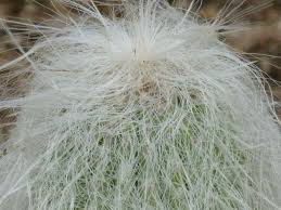 I am not much of a photographer we had some very. Old Man Hairy Cactus A Cactus With White Hair Tjs Garden