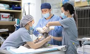 Both pet clinic and animal clinic or dog clinic are mostly located in singapore while many pet clinic are conveniently located in various parts of in addition to the many veterinary clinical services available through regularly scheduled appointments, please call ahead so that you can provide us with. Our Services Advanced Vetcare Veterinary Centre