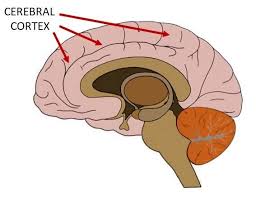 Webmd's brain anatomy page provides a detailed diagram and definition of the brain including its function, parts, and conditions that affect it. Know Your Brain Cerebral Cortex Neuroscientifically Challenged