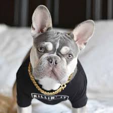 See what colors french bulldogs come in. French Bulldog Colors Explained Ethical Frenchie