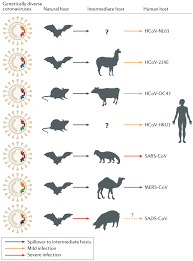 9 camel (pink) and camel lights. Origin And Evolution Of Pathogenic Coronaviruses Nature Reviews Microbiology