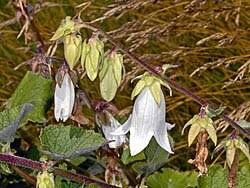 Image result for Carvalhoa campanulata