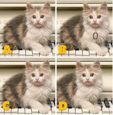 Quiz Diva Kitty Difference Answers 40 Questions Score 100 This Or That Questions Pretty Cats Kitty