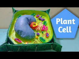 Check spelling or type a new query. Plant Cell 3d Model For School Project Simple And Easy Youtube