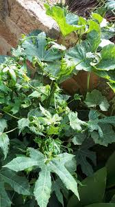 The most important thing is to choose the fresh leaves to result from a fresh extract too. Curly Wrinkly Leaves On New Growth Chaya Malabar Spinach Passion Fruit Plant Health Echocommunity Conversations