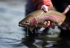 Trout Vs Salmon All You Need To Know