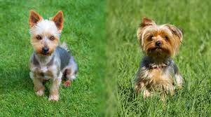 Yorki poos come in a wide variety of colors, such as brown, silver, grey, and white. Silky Terrier Vs Yorkshire Terrier Differences And Similarities