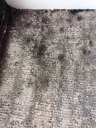 It can be unsanitary as well. Corner Of Carpet Near Window Was Wet And Had Black Mold Picture Of Atlanta Marriott Marquis Tripadvisor