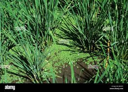 Image result for Azolla pinnata