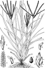 Image result for Eleusine kigeziensis