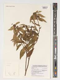 Image result for Melastomastrum