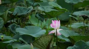 We did not find results for: Lotus Flower In Mud Stock Video Footage 4k And Hd Video Clips Shutterstock