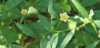 Image result for Sida acuta