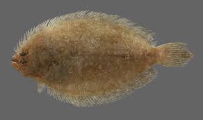 Image result for Pseudobromus