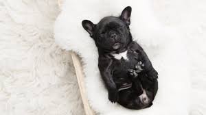 The french bulldog puppy is available! French Bulldog Puppy Gets Her Very Own Newborn Photo Shoot