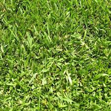 Marathon Sod Tifgreen Sod Sahara Sod St Augustine Whittierfertilizer Com