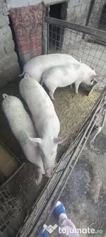 Casă de vânzare, situată la 1 km de centrul orașului covasna. Purcei