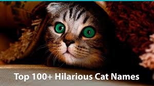 They bring us so much joy, calmness, and relaxation. Top 100 Funny Cat Names Historical Puns Pop Culture Inspired