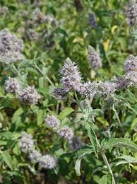Image result for Mentha longifolia