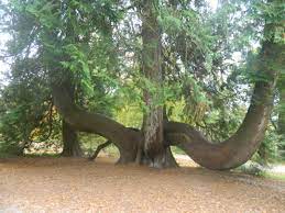 A Red Cedar Tree From North America At The Blarney Castle Cedar Trees Tree Red Cedar